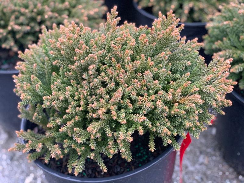 Cryptomeria Japonica 'dragon Prince' - View 25 from www redcrocus com