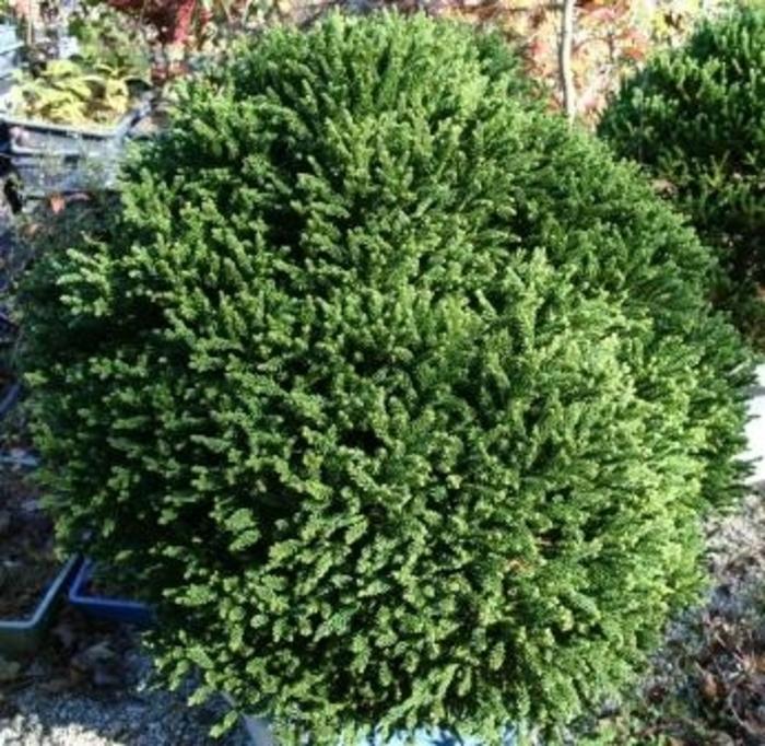 Cryptomeria Japonica 'dragon Prince' - View 26 from www redcrocus com
