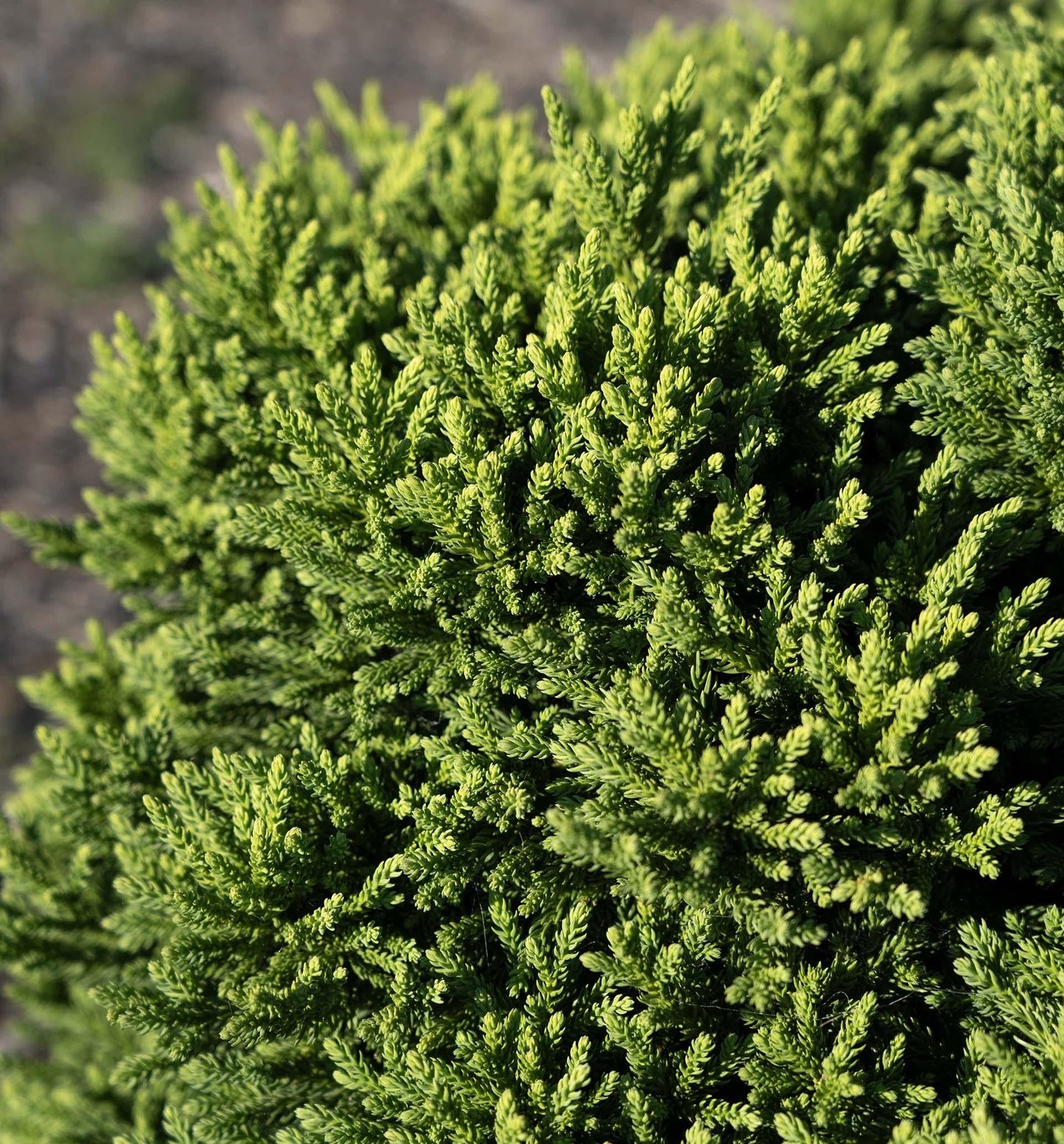 Cryptomeria Japonica 'dragon Prince' - View 28 from www redcrocus com