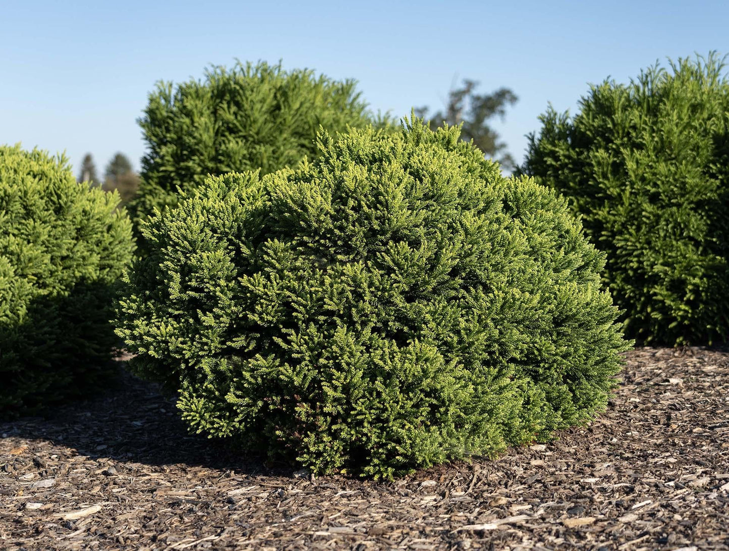 Cryptomeria Japonica 'dragon Prince' - View 2 from www redcrocus com