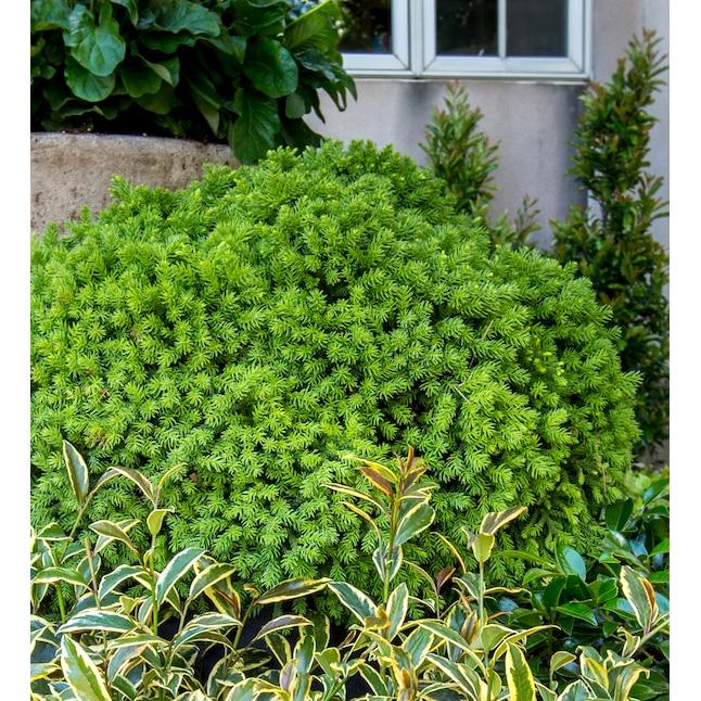 Cryptomeria Japonica 'dragon Prince' - View 30 from www redcrocus com