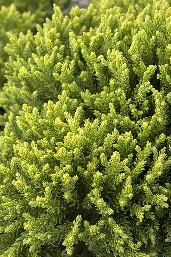 Cryptomeria Japonica 'dragon Prince' - View 32 from www redcrocus com