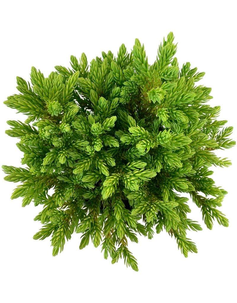 Cryptomeria Japonica 'dragon Prince' - View 33 from www redcrocus com