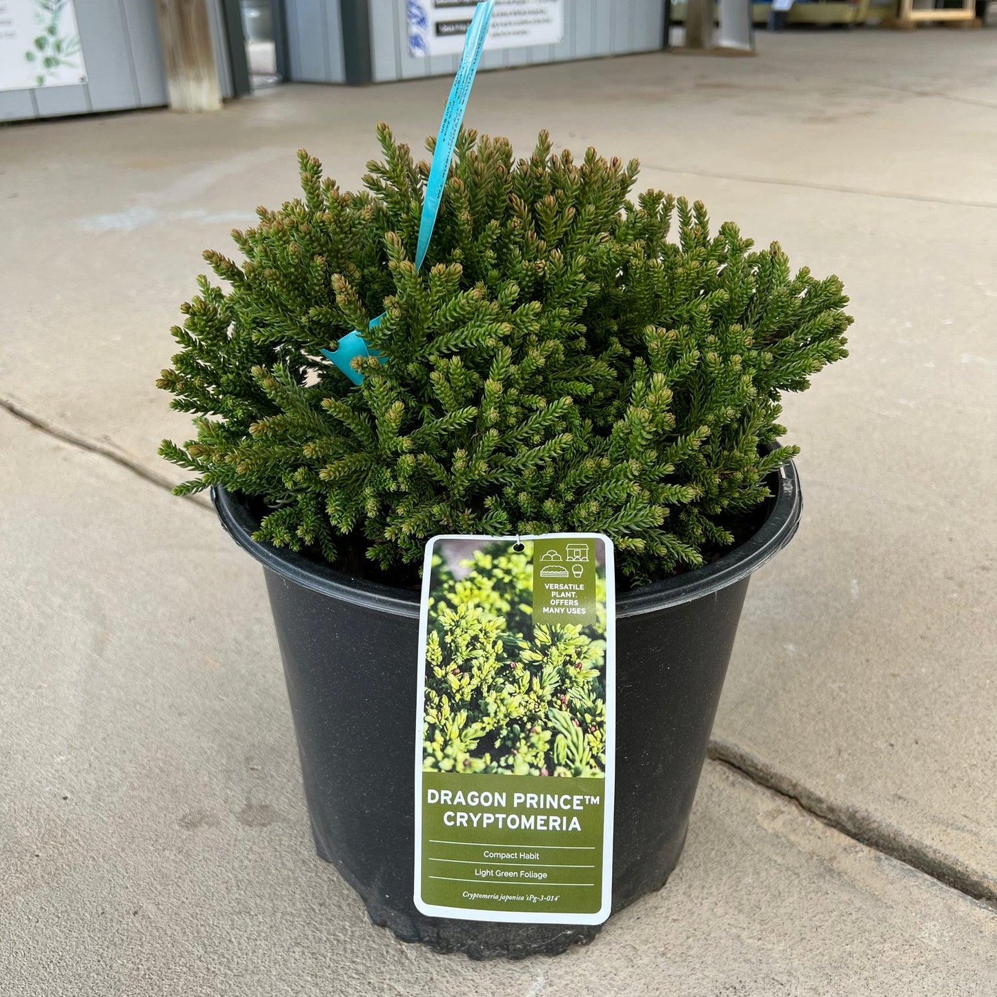 Cryptomeria Japonica 'dragon Prince' - View 34 from www redcrocus com