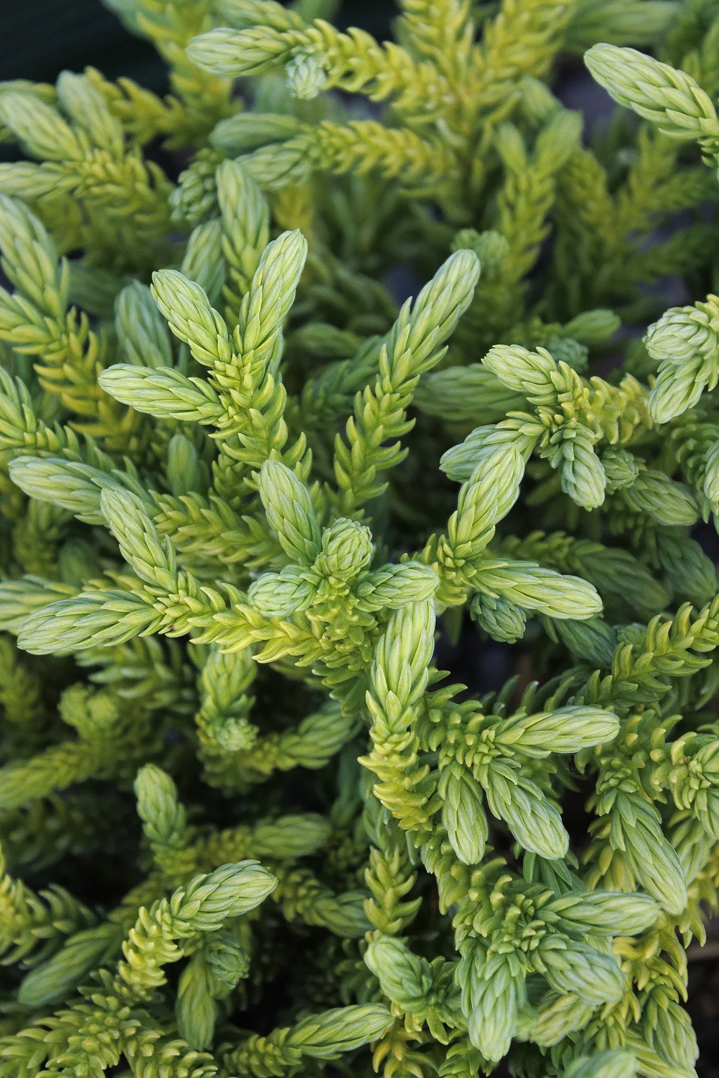 Cryptomeria Japonica 'dragon Prince' - View 35 from www redcrocus com