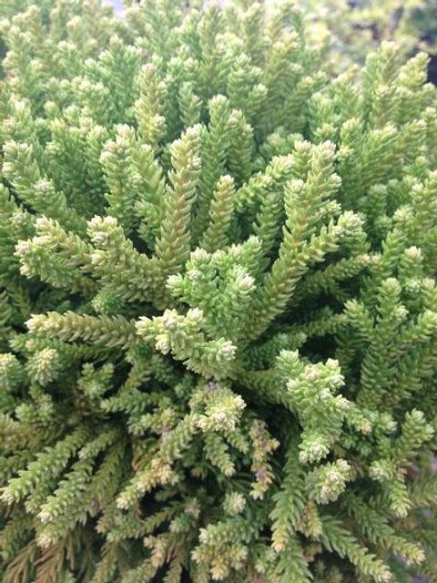 Cryptomeria Japonica 'dragon Prince' - View 37 from www redcrocus com