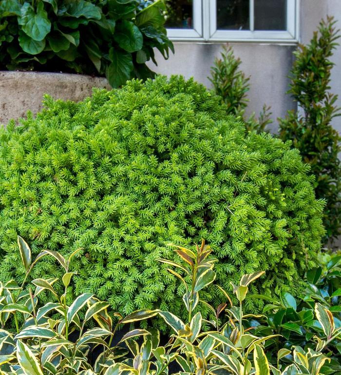Cryptomeria Japonica 'dragon Prince' - View 38 from www redcrocus com
