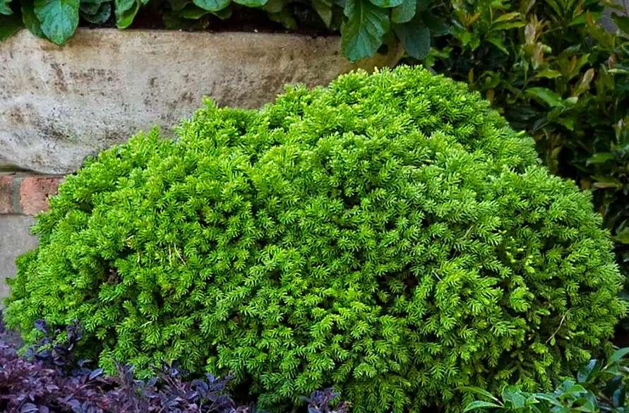 Cryptomeria Japonica 'dragon Prince' - View 5 from www redcrocus com