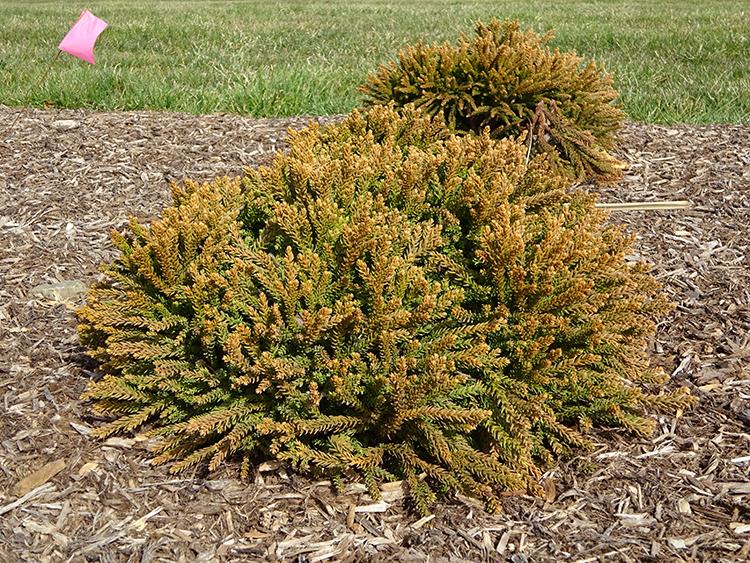 Cryptomeria Japonica 'dragon Prince' - View 6 from www redcrocus com