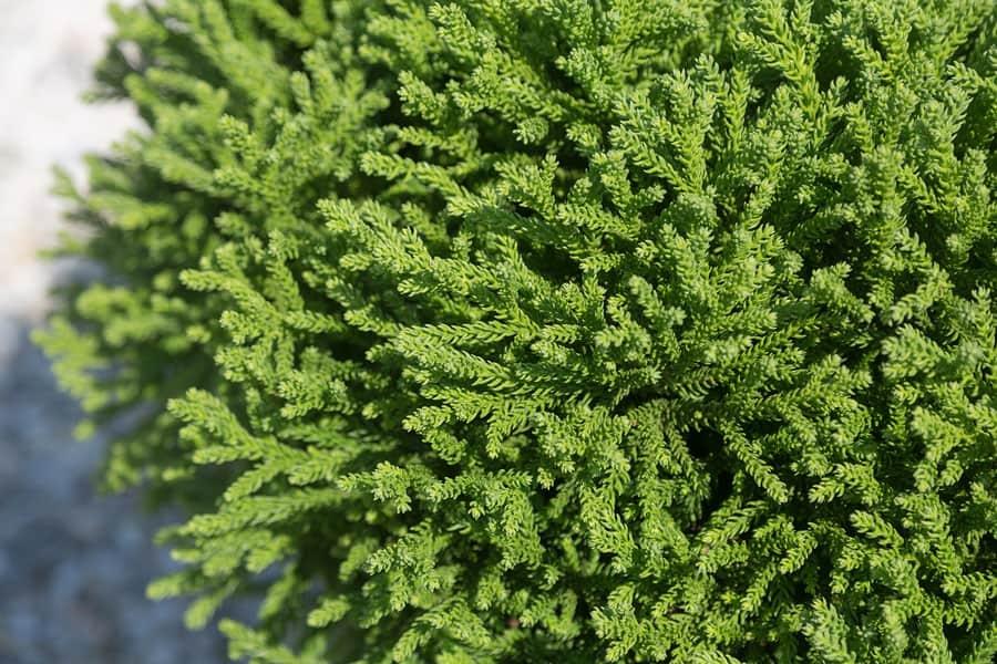 Cryptomeria Japonica 'dragon Prince' - View 7 from www redcrocus com