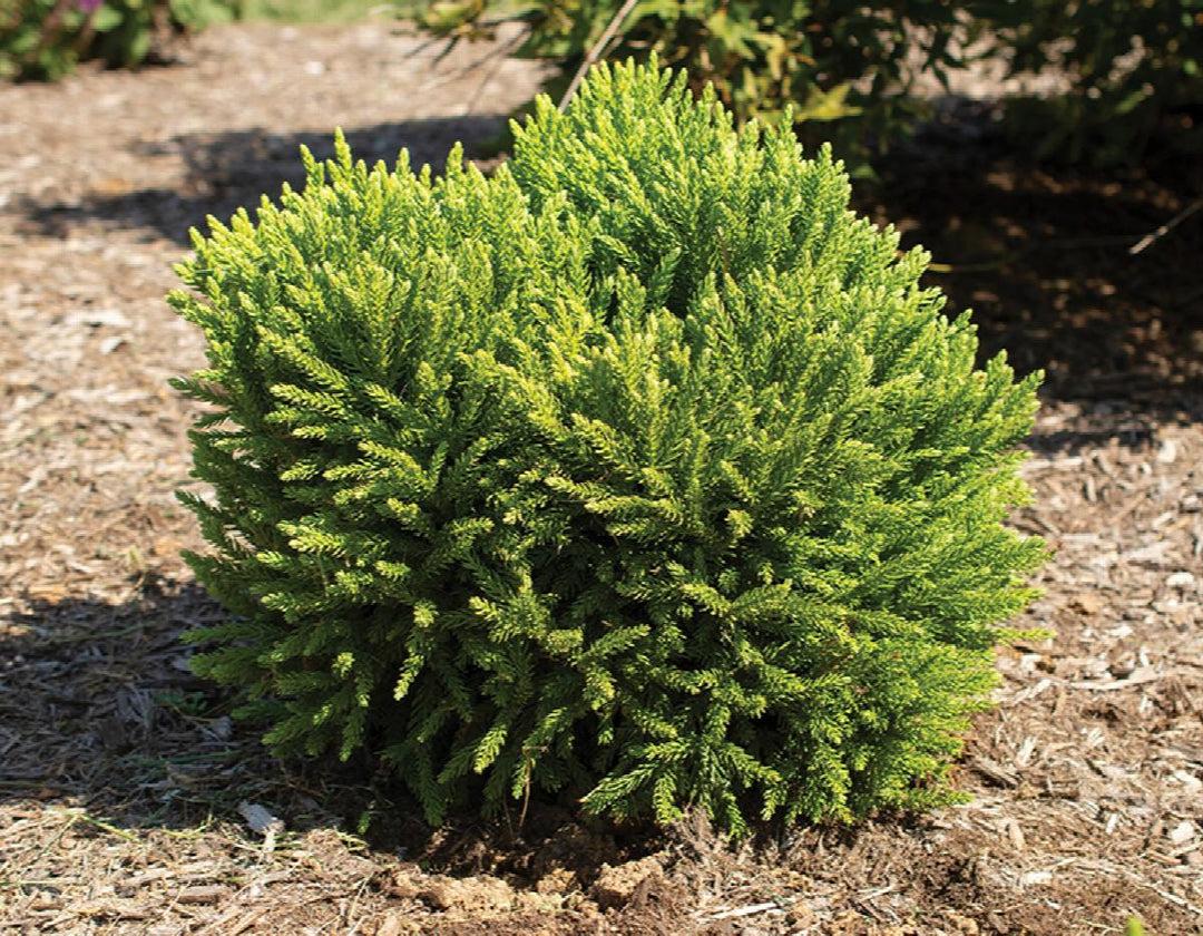 Cryptomeria Japonica 'dragon Prince' - View 8 from www redcrocus com