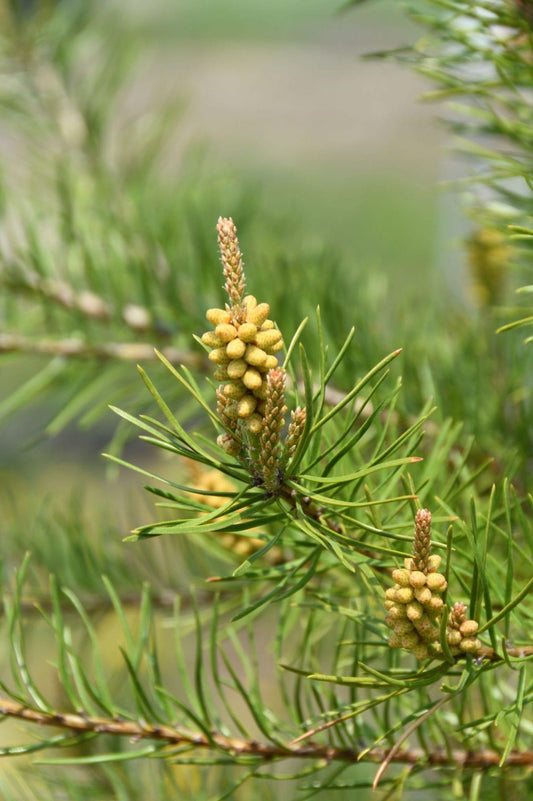 Pinus Banksiana - View 10 from www redcrocus com