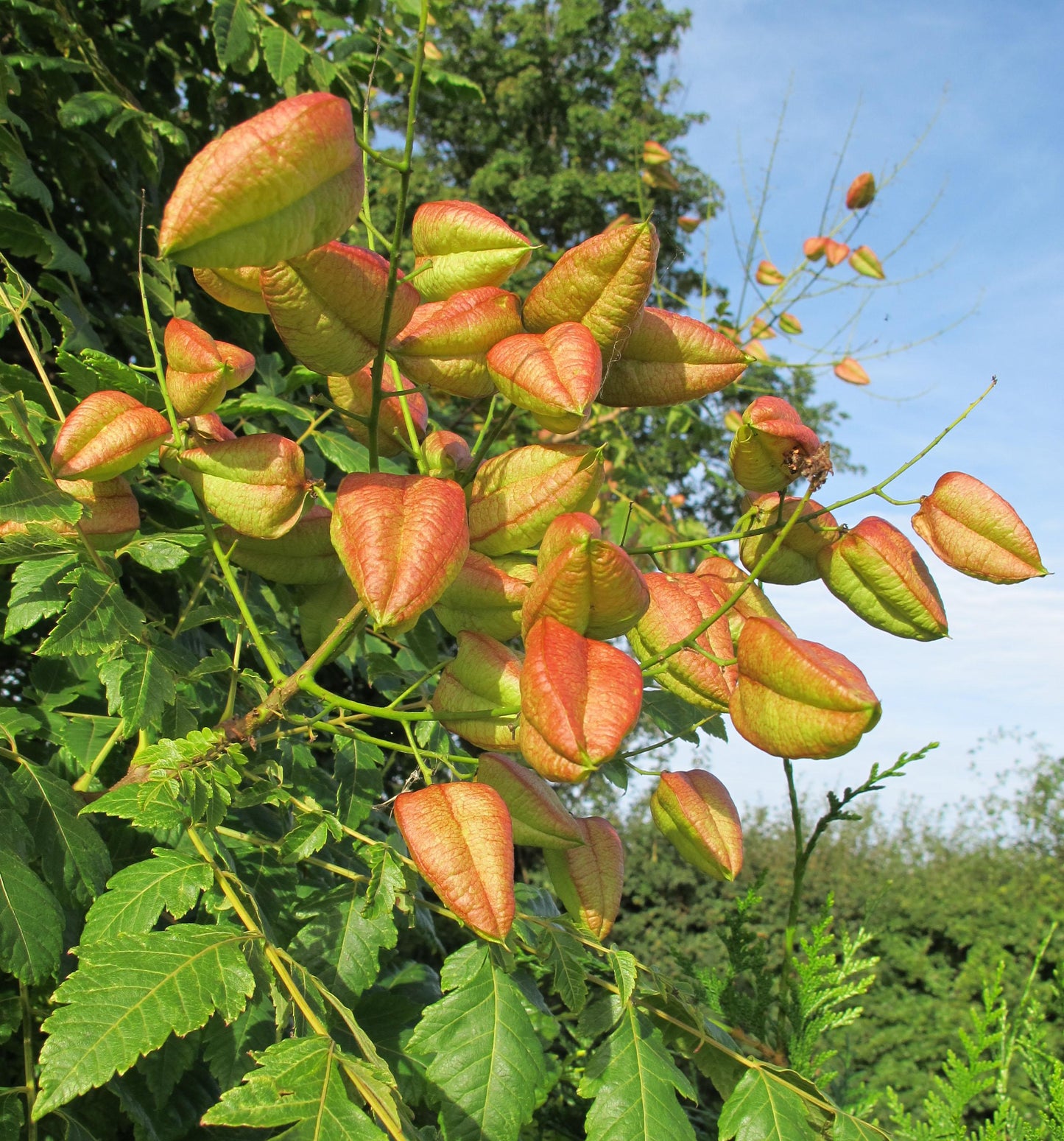 Koelreuteria Paniculata - View 10 from www redcrocus com