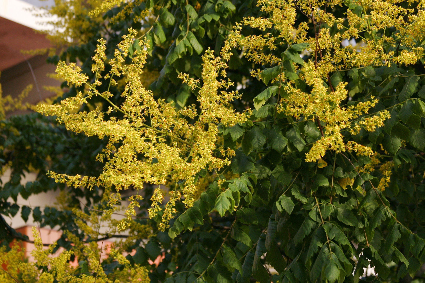 Koelreuteria Paniculata - View 11 from www redcrocus com