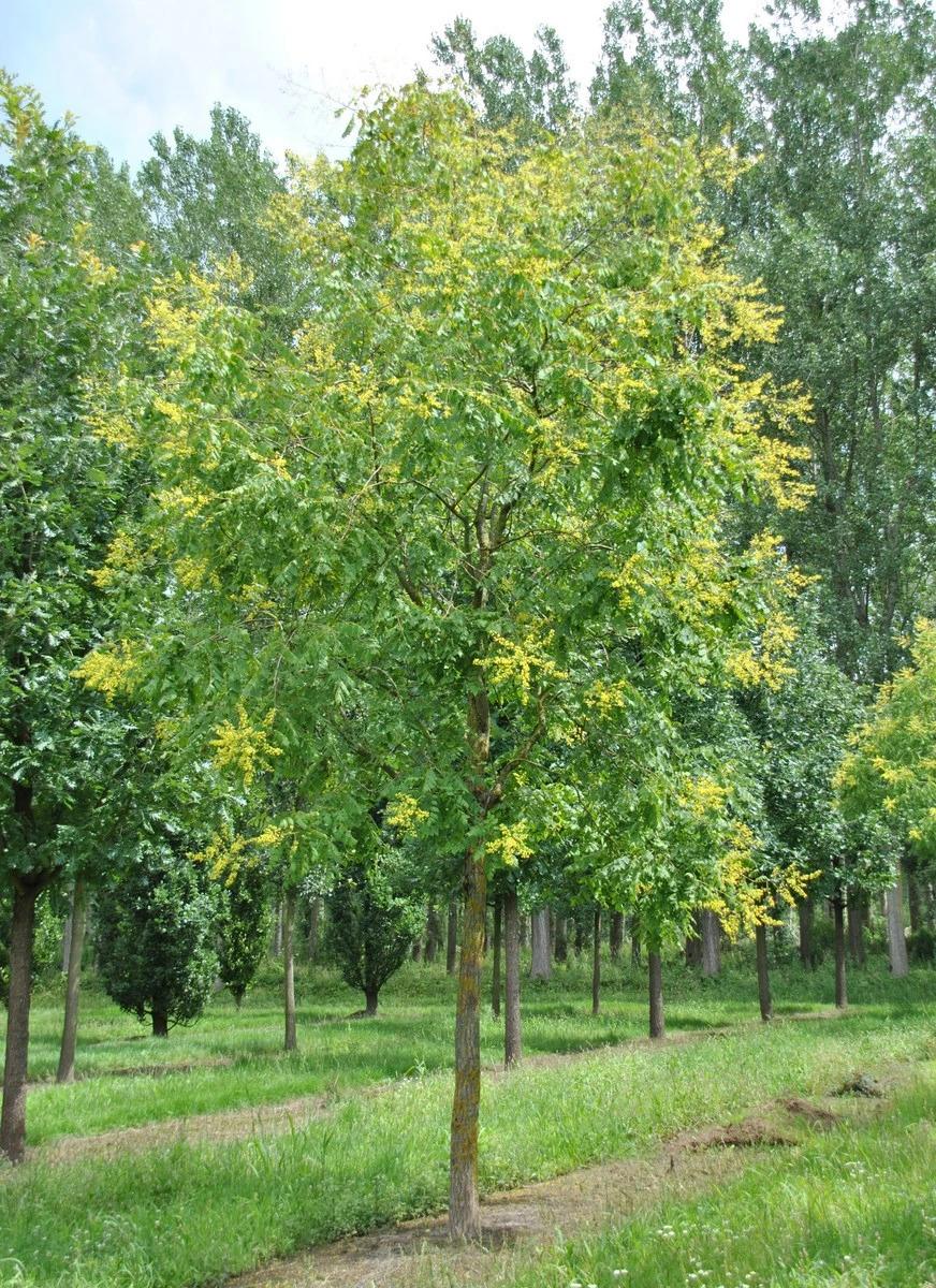 Koelreuteria Paniculata - View 12 from www redcrocus com