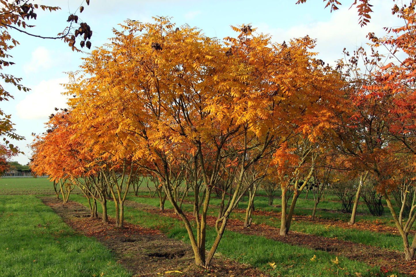 Koelreuteria Paniculata - View 13 from www redcrocus com