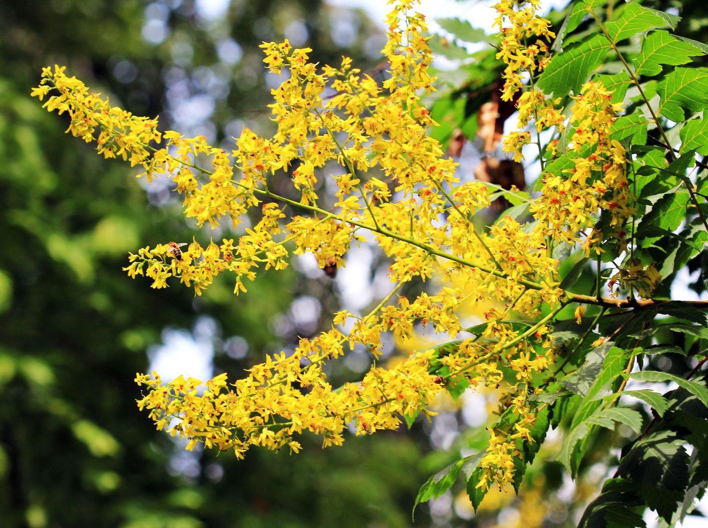 Koelreuteria Paniculata - View 14 from www redcrocus com
