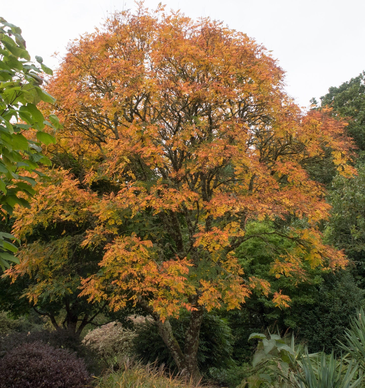 Koelreuteria Paniculata - View 15 from www redcrocus com