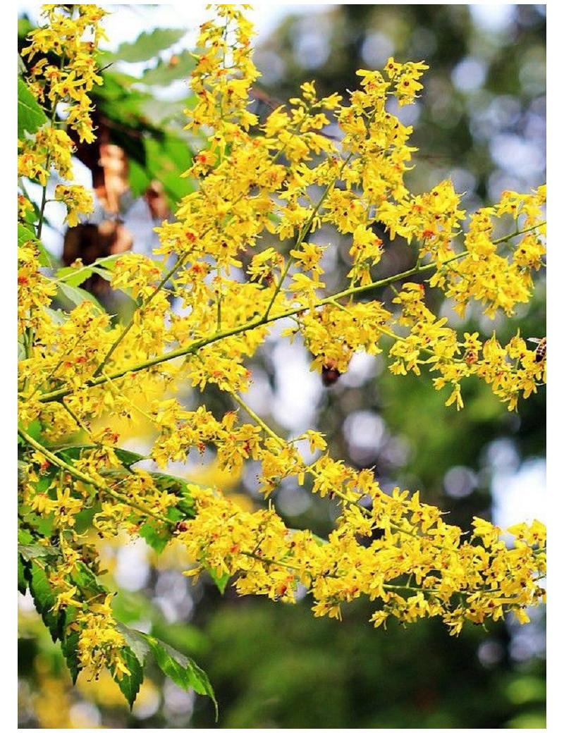 Koelreuteria Paniculata - View 16 from www redcrocus com