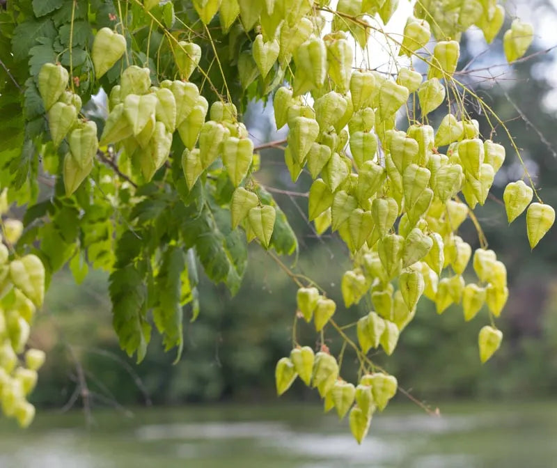 Koelreuteria Paniculata - View 18 from www redcrocus com