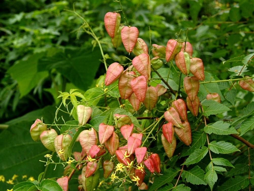 Koelreuteria Paniculata - View 18 from www redcrocus com
