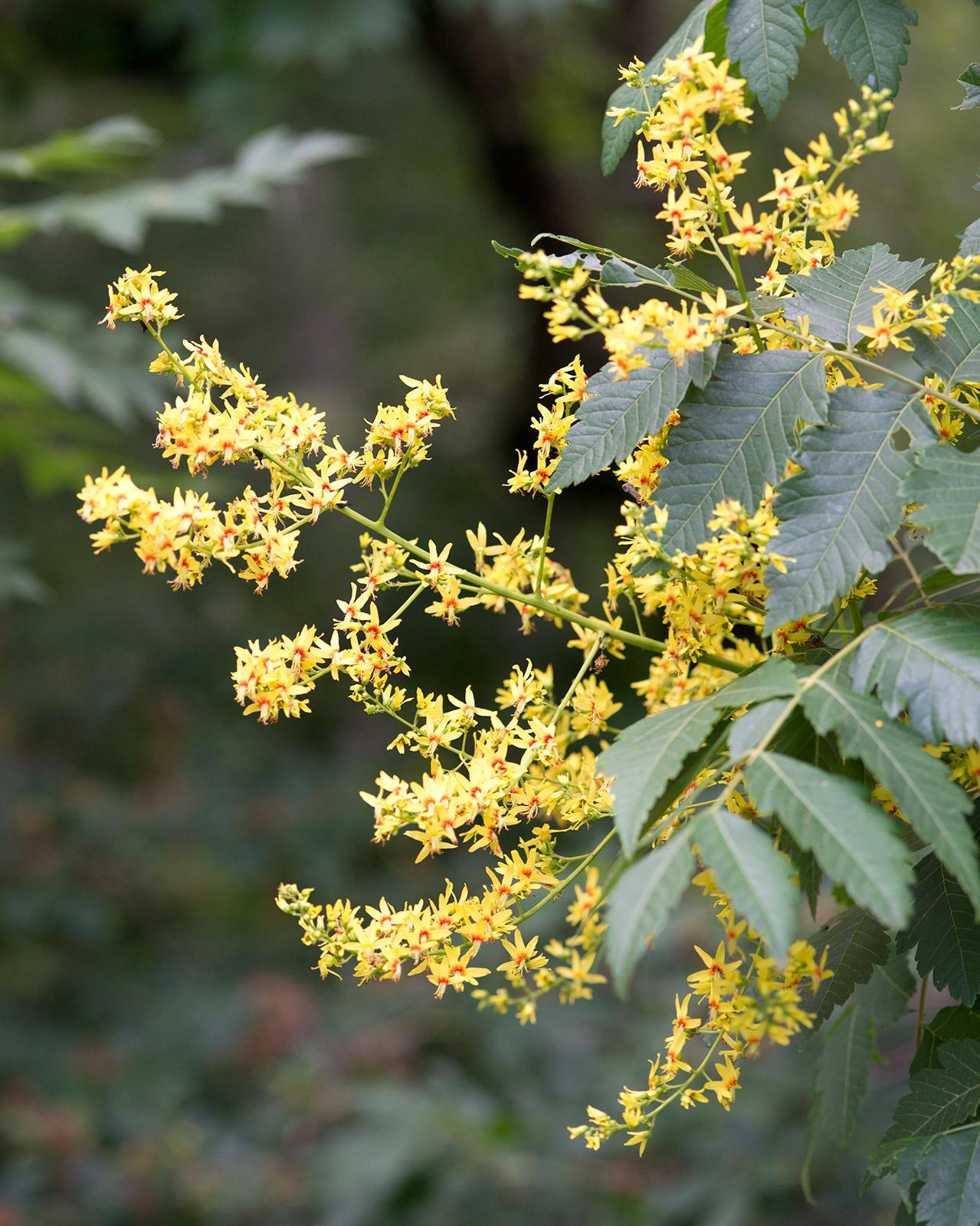 Koelreuteria Paniculata - View 1 from www redcrocus com