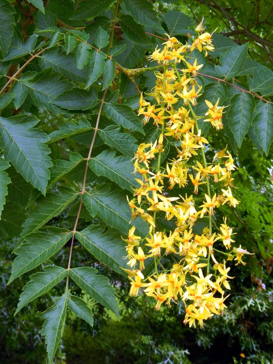 Koelreuteria Paniculata - View 2 from www redcrocus com