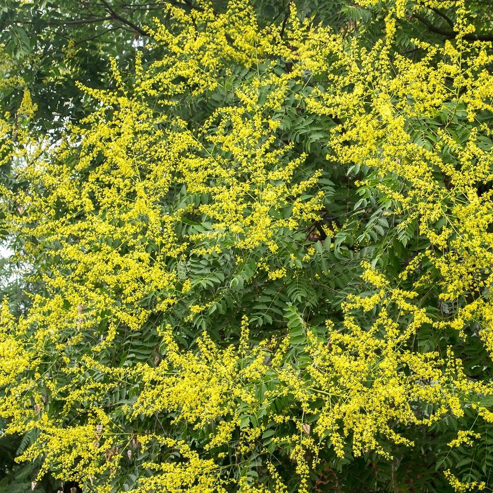 Koelreuteria Paniculata - View 3 from www redcrocus com