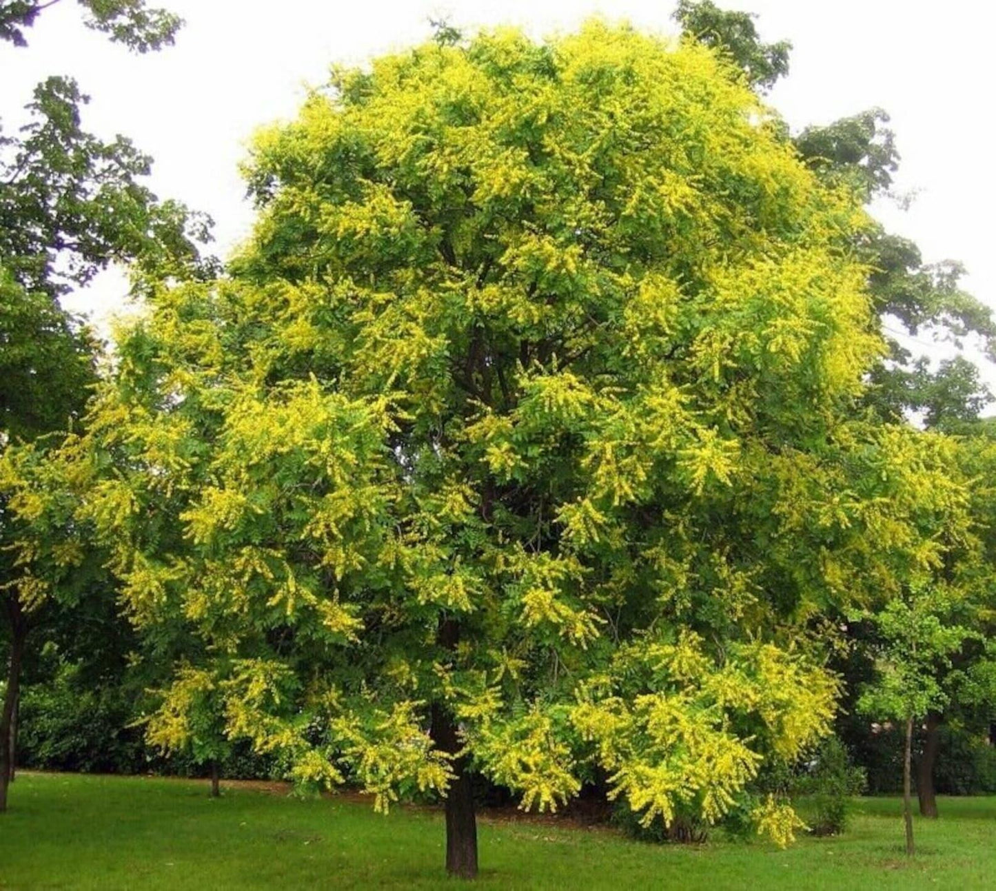 Koelreuteria Paniculata - View 4 from www redcrocus com
