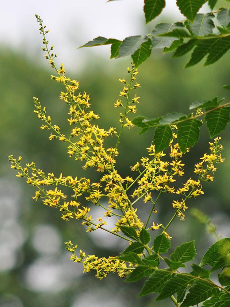 Koelreuteria Paniculata - View 5 from www redcrocus com