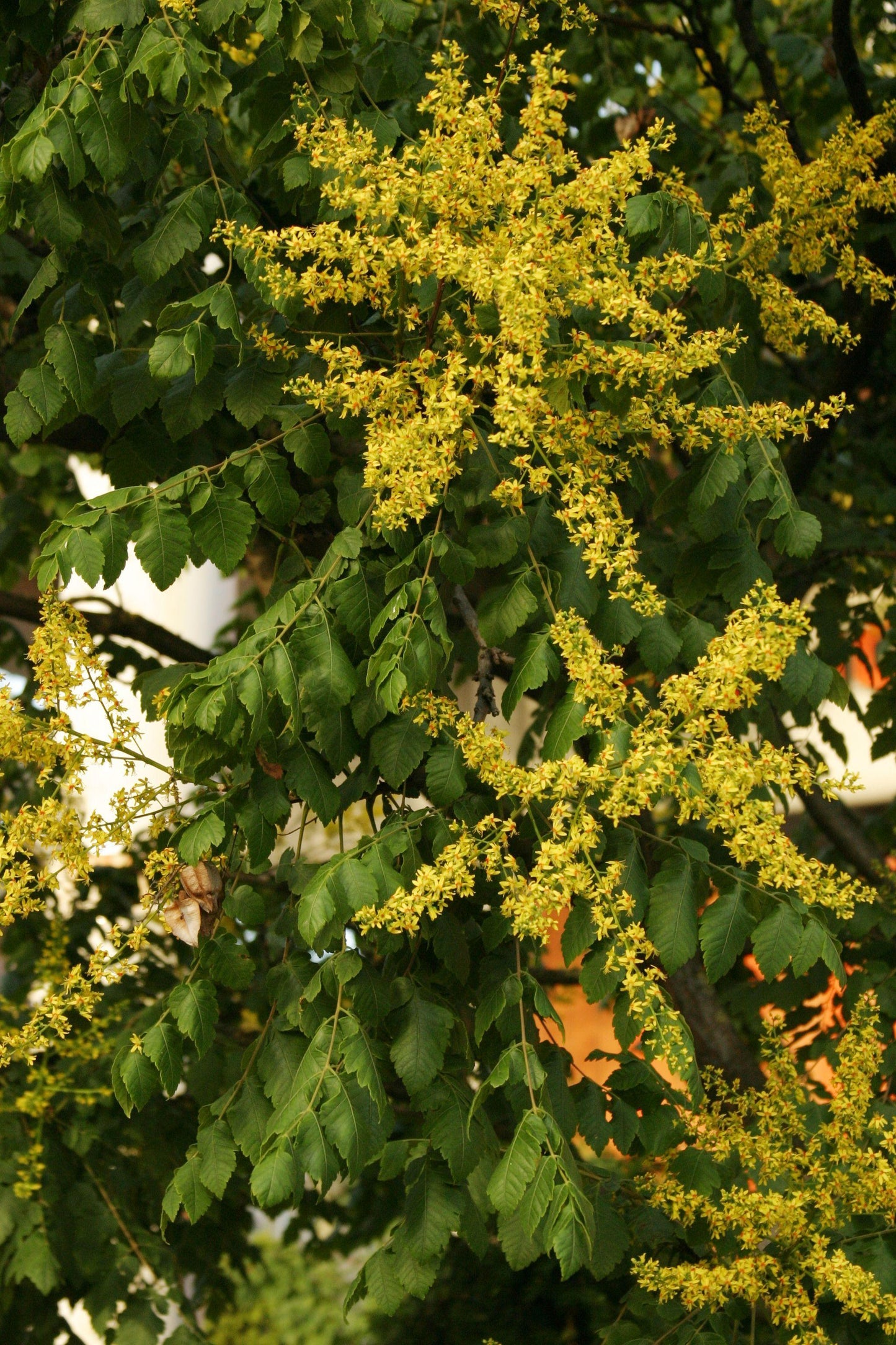 Koelreuteria Paniculata - View 7 from www redcrocus com