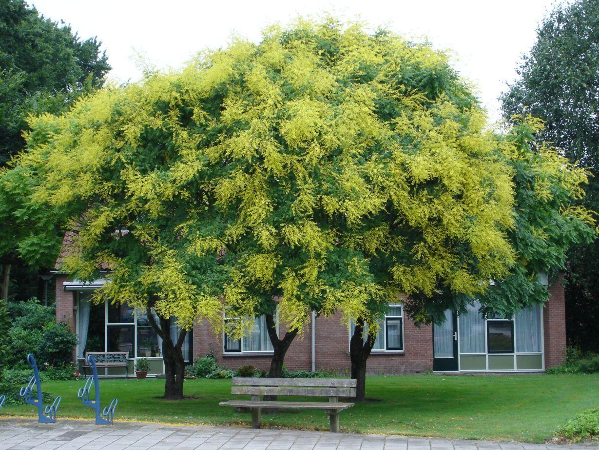 Koelreuteria Paniculata - View 8 from www redcrocus com