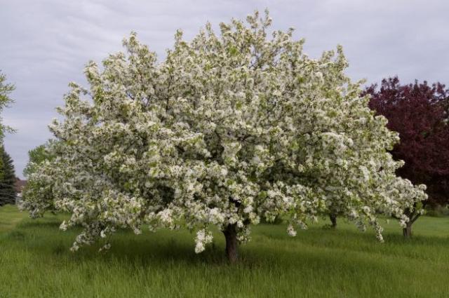 Malus Donald Wyman - View 18 from www redcrocus com