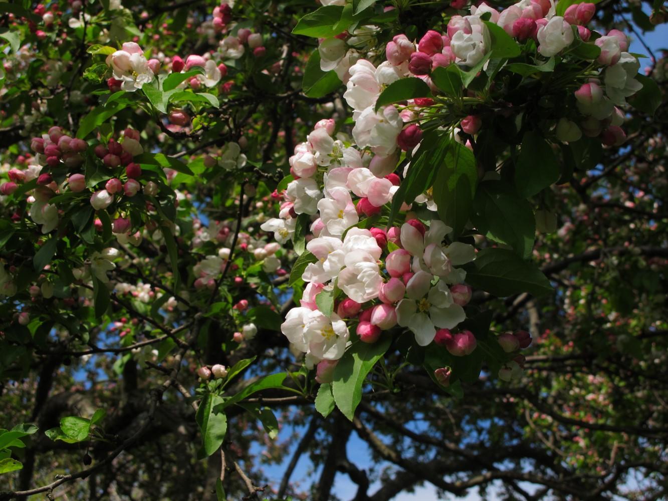 Malus Donald Wyman - View 7 from www redcrocus com