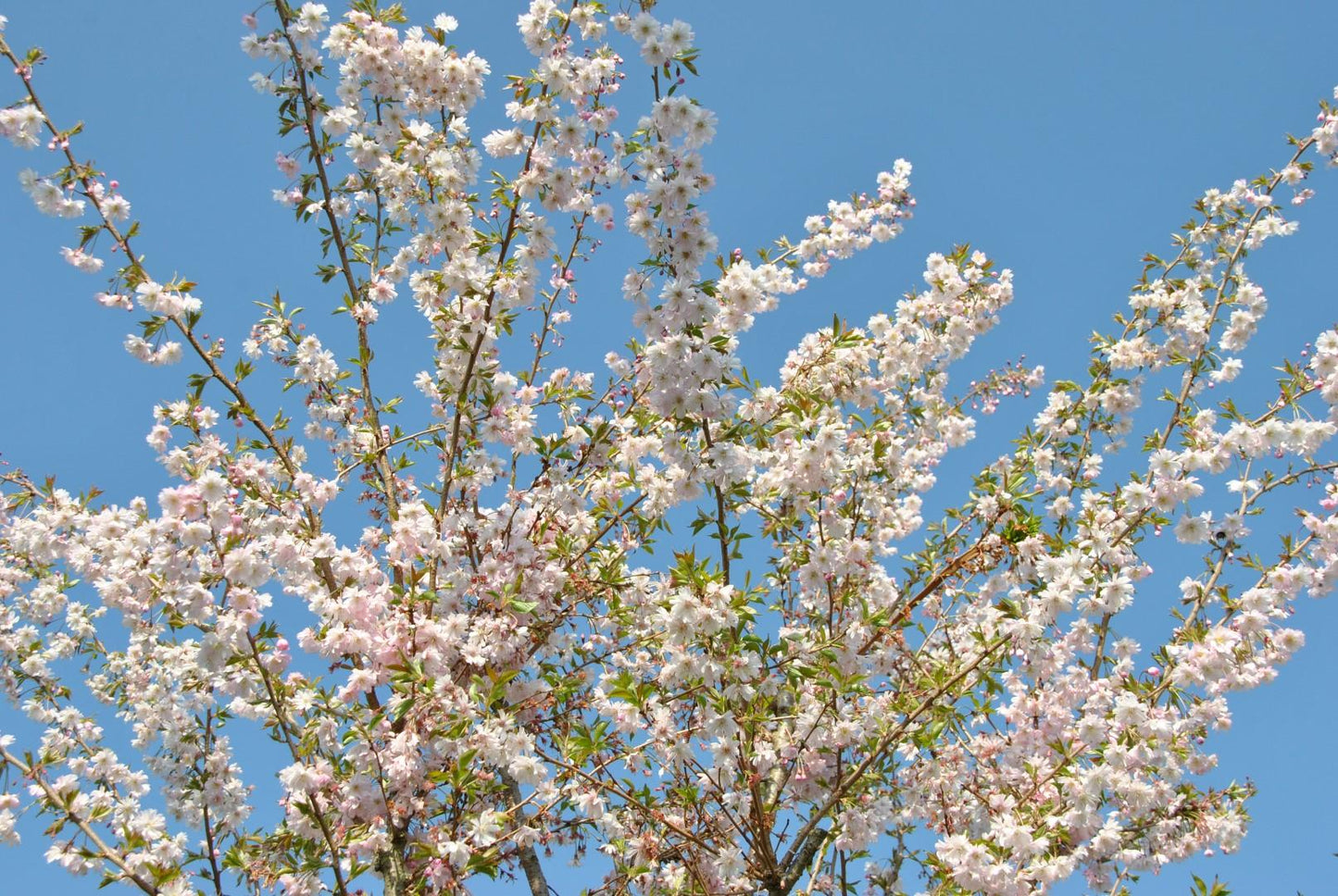 Prunus Subhirtella Autumnalis - View 10 from www redcrocus com