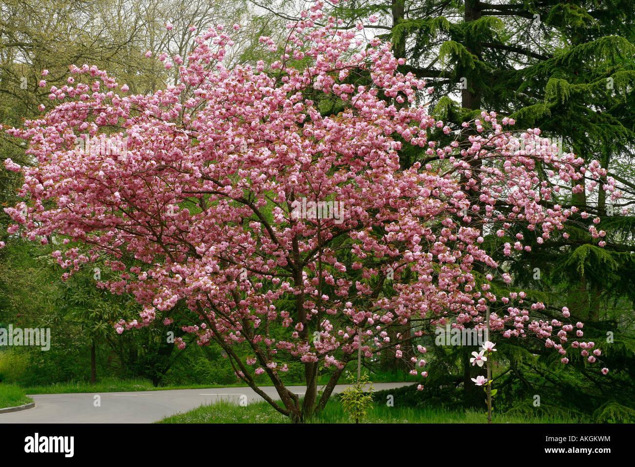 Prunus Subhirtella Autumnalis - View 11 from www redcrocus com