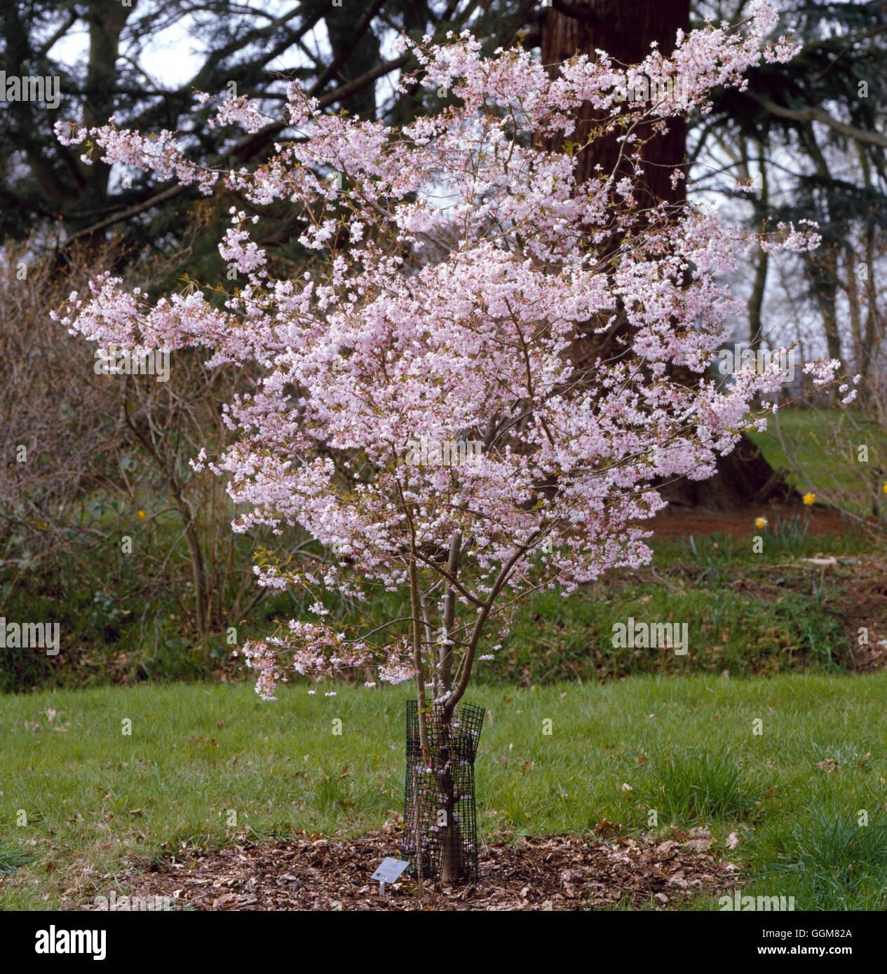 Prunus Subhirtella Autumnalis - View 12 from www redcrocus com