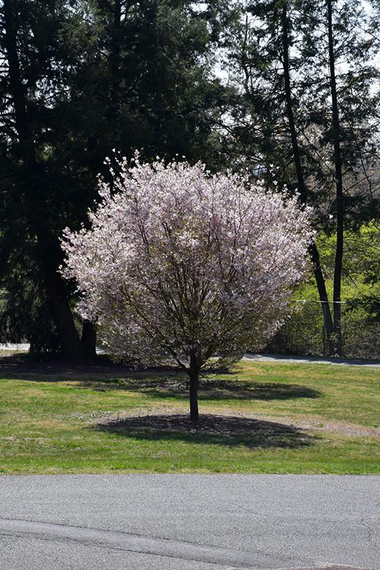 Prunus Subhirtella Autumnalis - View 13 from www redcrocus com