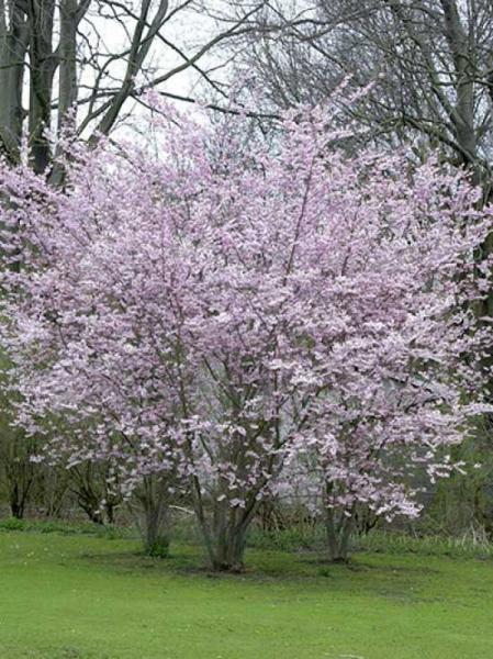 Prunus Subhirtella Autumnalis - View 15 from www redcrocus com