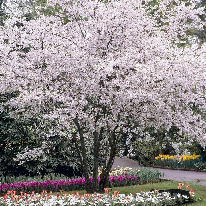 Prunus Subhirtella Autumnalis - View 16 from www redcrocus com