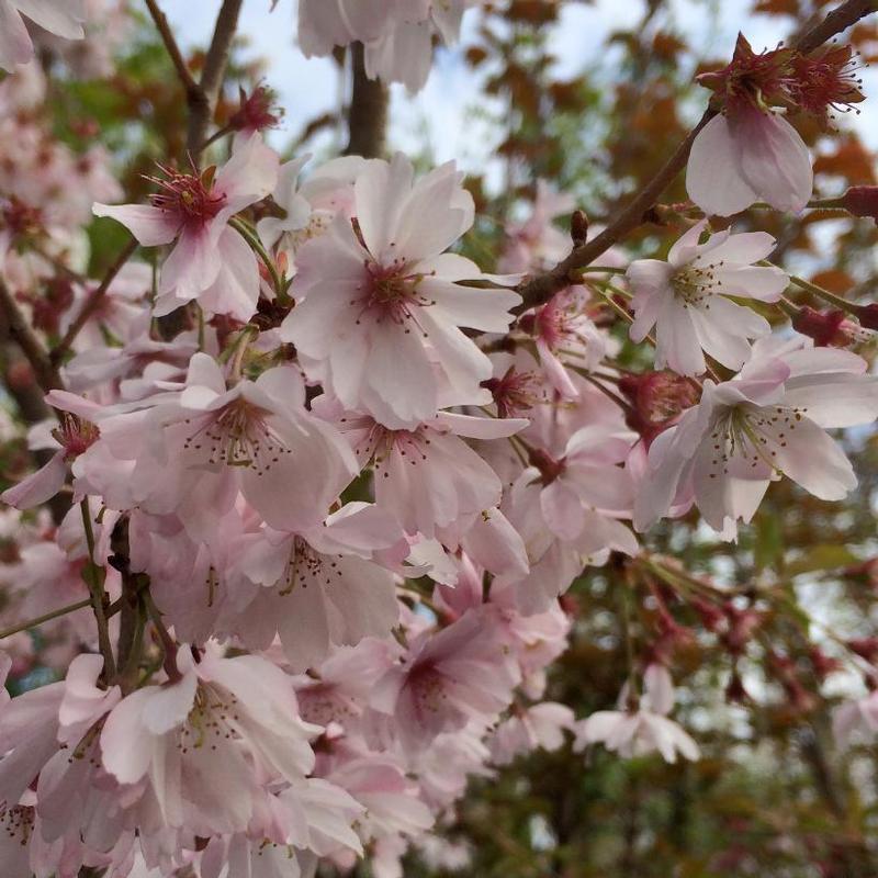 Prunus Subhirtella Autumnalis - View 1 from www redcrocus com