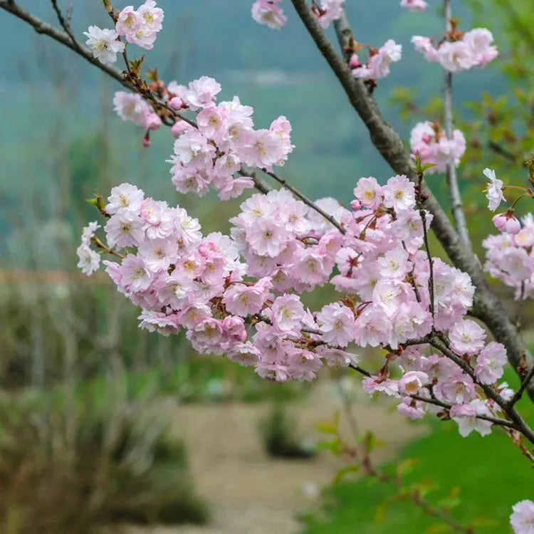 Prunus Subhirtella Autumnalis - View 2 from www redcrocus com