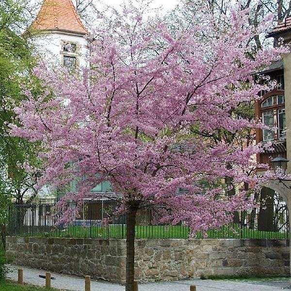 Prunus Subhirtella Autumnalis - View 3 from www redcrocus com