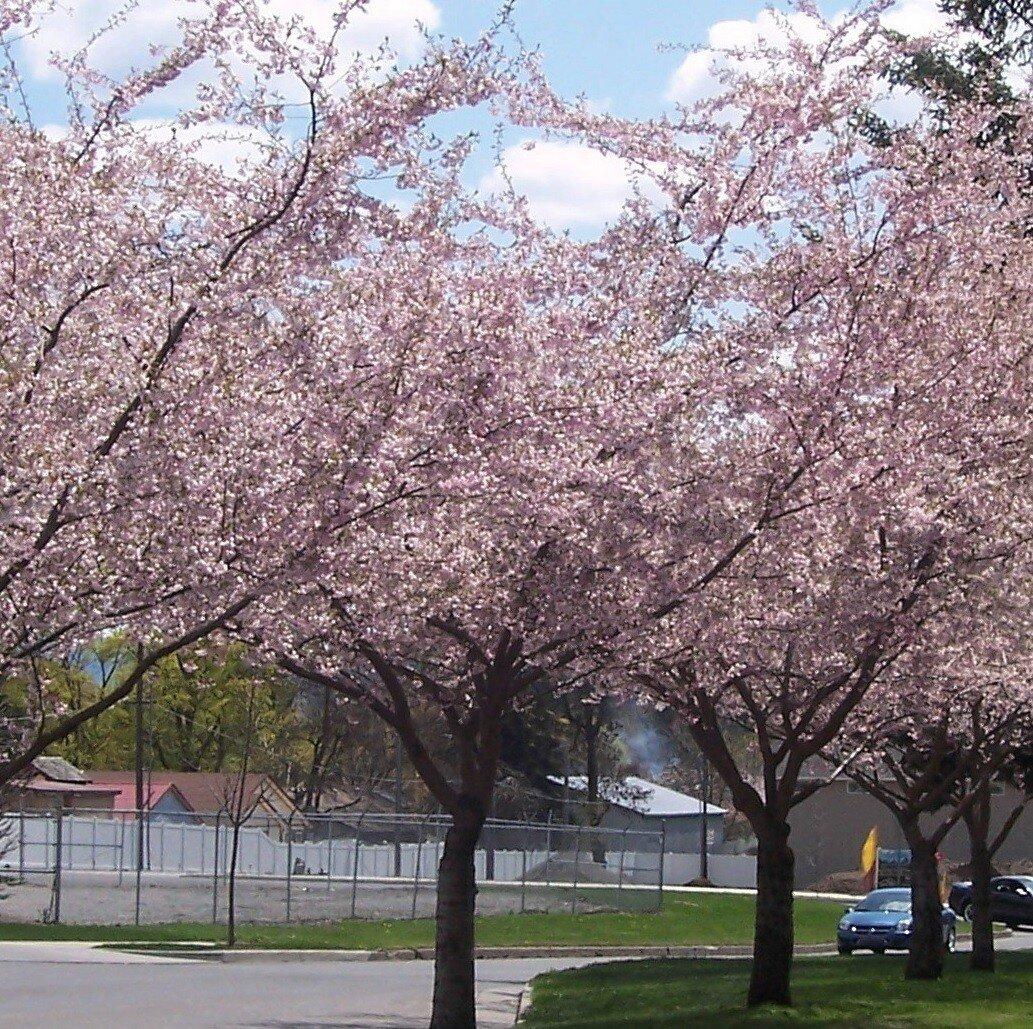 Prunus Subhirtella Autumnalis - View 4 from www redcrocus com