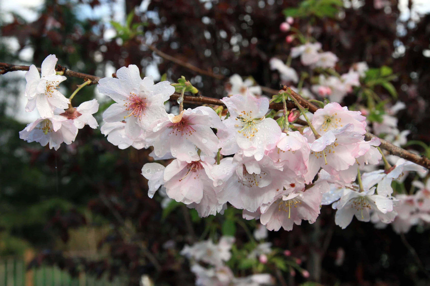 Prunus Subhirtella Autumnalis - View 5 from www redcrocus com