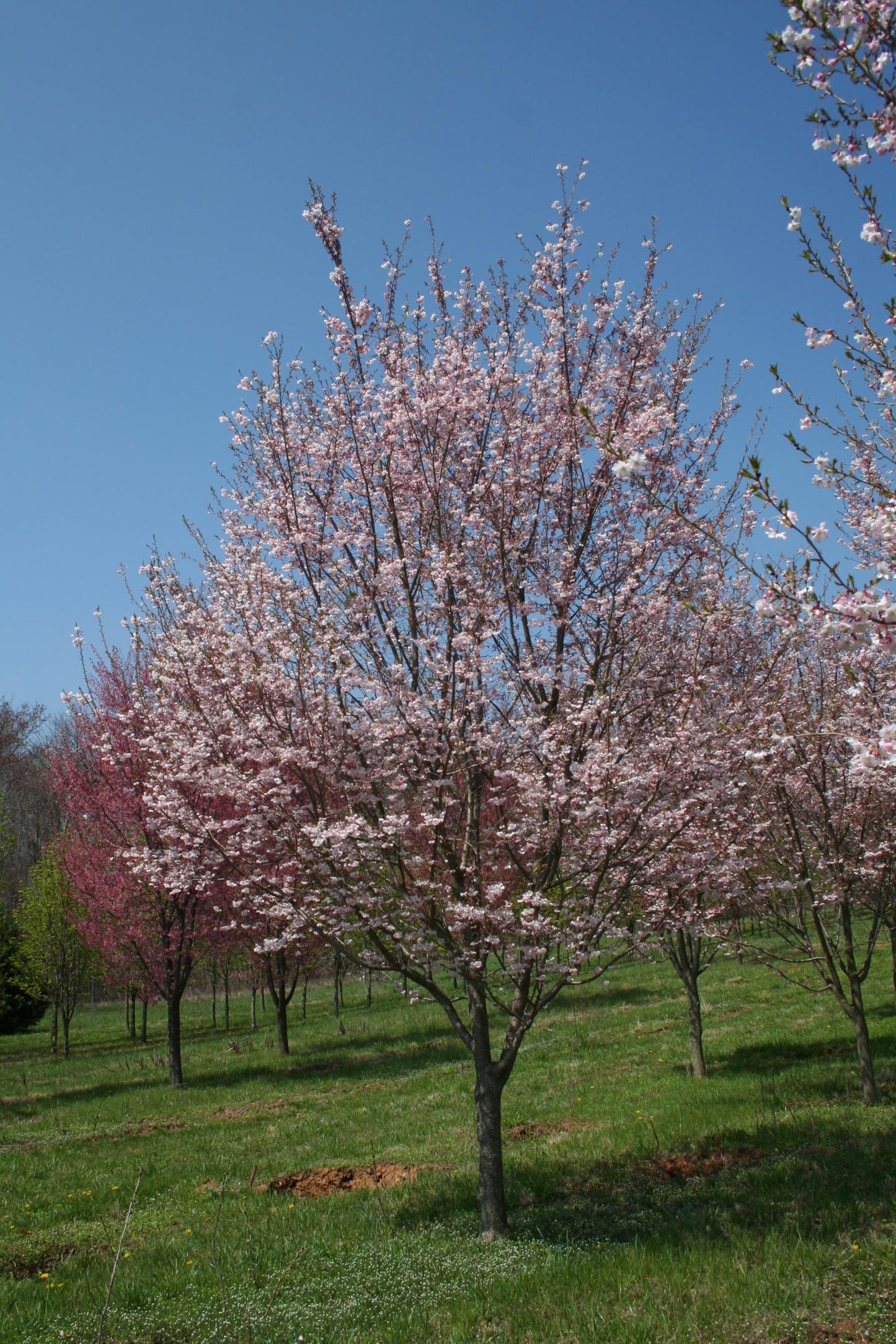 Prunus Subhirtella Autumnalis - View 6 from www redcrocus com
