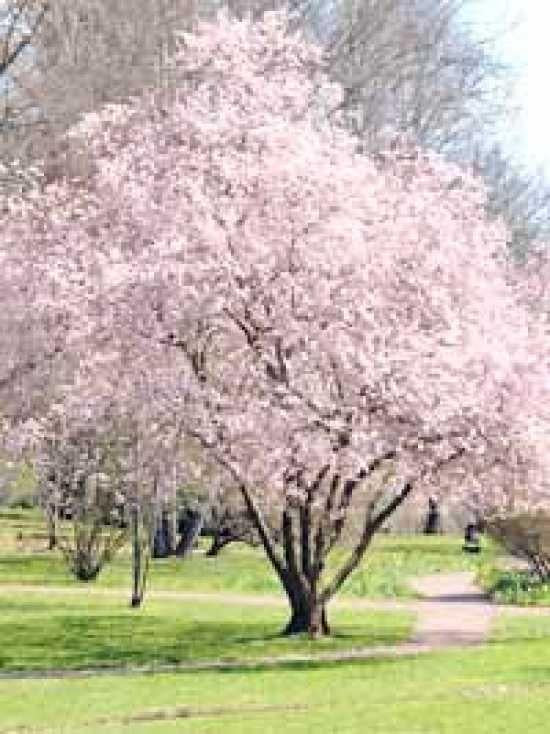 Prunus Subhirtella Autumnalis - View 7 from www redcrocus com