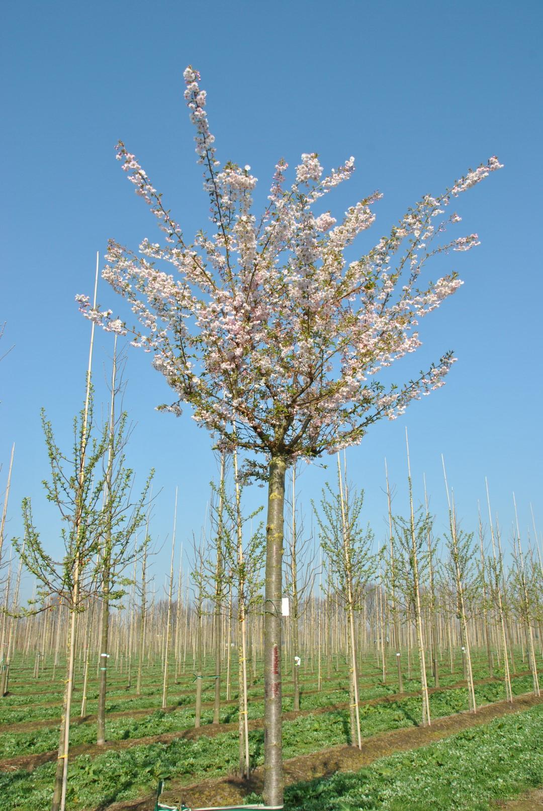 Prunus Subhirtella Autumnalis - View 8 from www redcrocus com