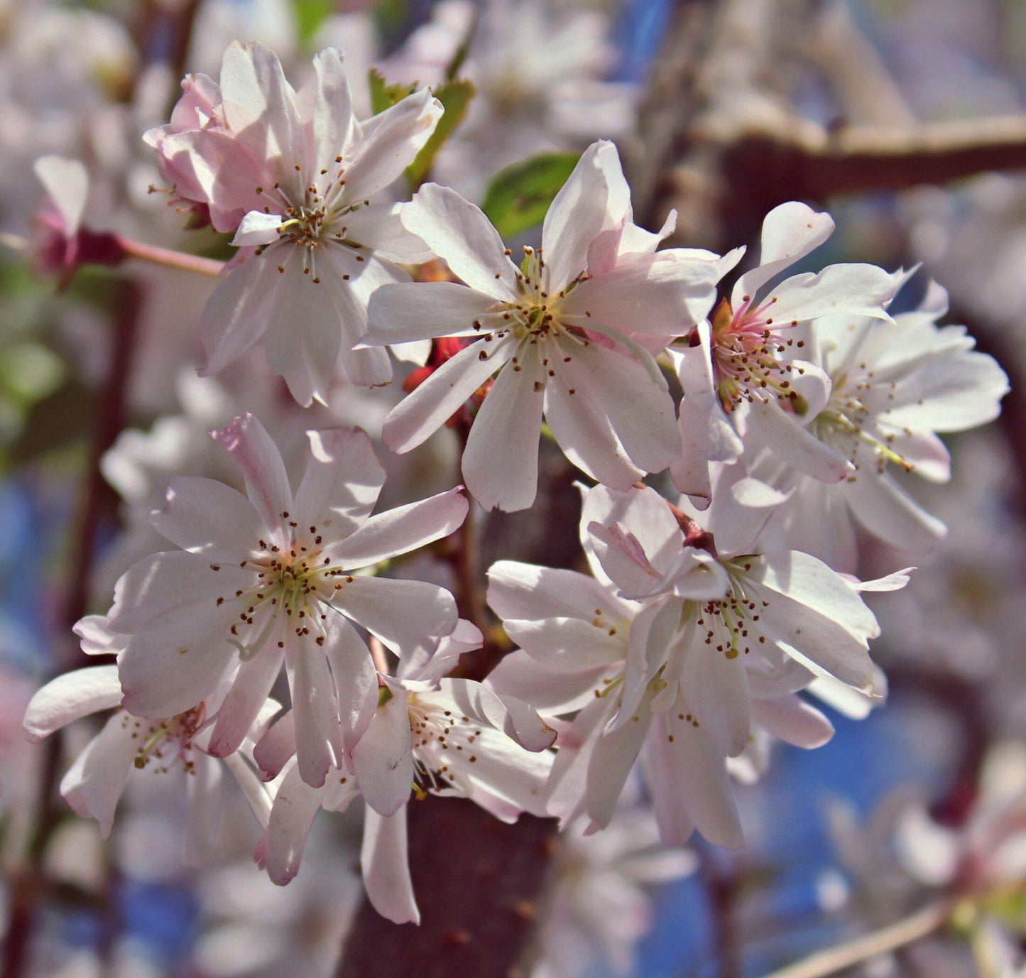 Prunus Subhirtella Autumnalis - View 9 from www redcrocus com