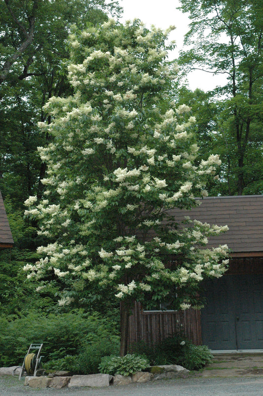 Syringa Reticulata Ivory Silk - View 10 from www redcrocus com